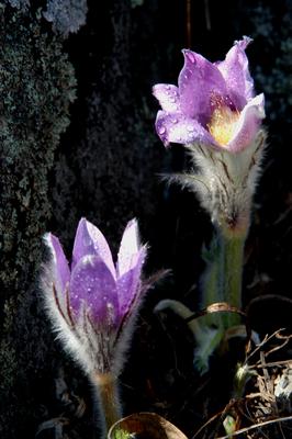 Leánykökörcsin-stock-foto