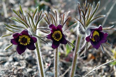 Fekete kökörcsin-stock-foto