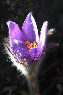 Leánykökörcsin-stock-foto