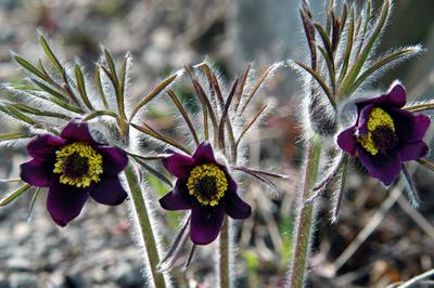 Fekete kökörcsin-stock-foto