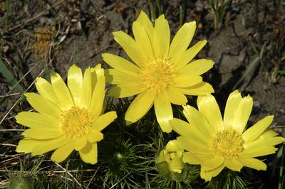Tavaszi hérics (Adonis vernalis)-stock-foto