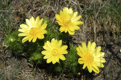 Tavaszi hérics (Adonis vernalis)-stock-foto