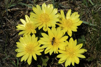 Tavaszi hérics (Adonis vernalis)-stock-foto