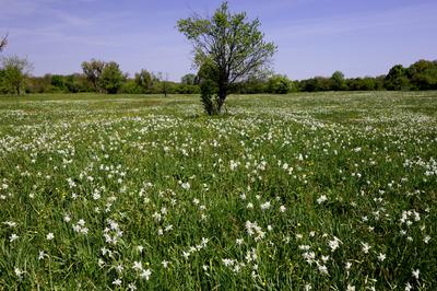 Basakert, Babócsa-stock-foto
