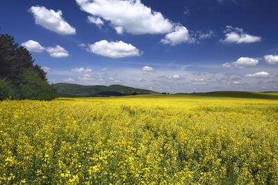 Virágzó repcemező a Cserhátban-stock-foto