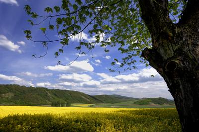 Virágzó repcemező a Cserhátban-stock-foto
