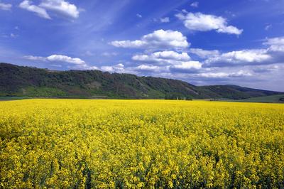Virágzó repcemező a Cserhátban-stock-foto