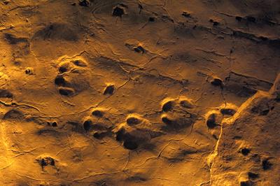 Ipolytarnóc, ősállati lábnyomok-stock-foto