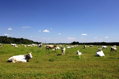 Szürkemarhák Őriszentpéter határában-stock-foto
