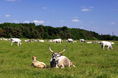 Szürkemarhák Őriszentpéter határában-stock-foto