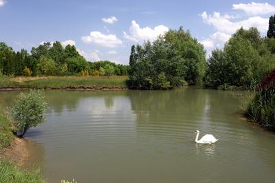 Bábolnai arborétum-stock-foto