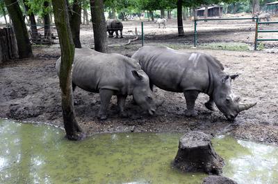 Nyíregyházi Állatpark (Sóstó ZOO)-stock-foto