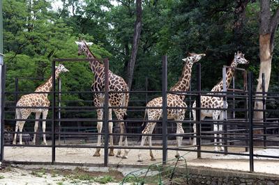 Nyíregyházi Állatpark (Sóstó ZOO)-stock-foto