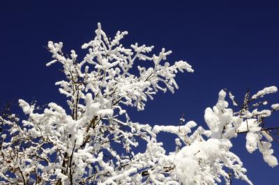 Hollókő, hóval fedett faágak-stock-foto
