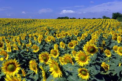 Virágzó napraforgómező-stock-foto
