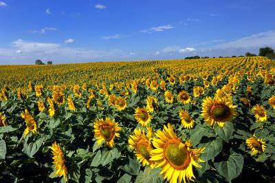 Virágzó napraforgómező-stock-foto