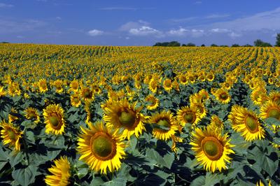 Virágzó napraforgómező-stock-foto