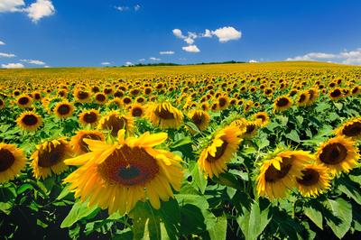 Virágzó napraforgómező-stock-foto