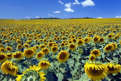 Virágzó napraforgómező-stock-foto