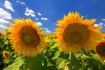 Virágzó napraforgómező-stock-foto