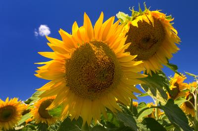 Virágzó napraforgómező-stock-foto