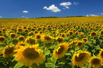 Virágzó napraforgómező-stock-foto