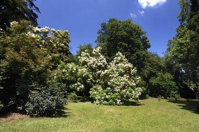 Sárvári arborétum-stock-foto