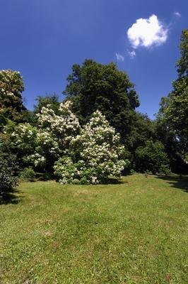 Sárvári arborétum-stock-foto