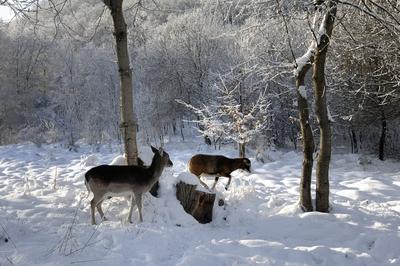 Somoskői Vadaspark-stock-foto