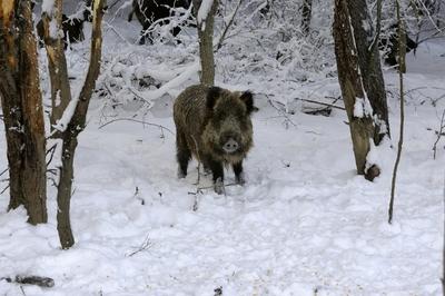 Somoskői Vadaspark-stock-foto