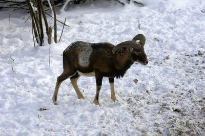 Somoskői Vadaspark-stock-foto