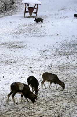 Somoskői Vadaspark-stock-foto