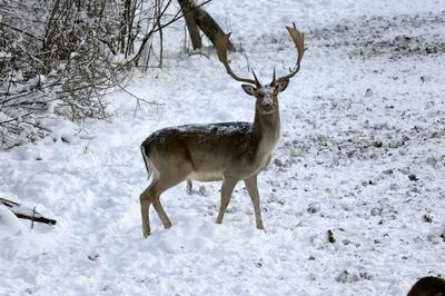 Somoskői Vadaspark-stock-foto