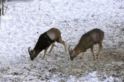 Somoskői Vadaspark-stock-foto