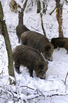 Somoskői Vadaspark-stock-foto