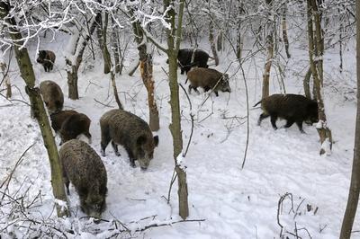 Somoskői Vadaspark-stock-foto