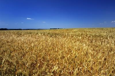 Búzatábla Fertőszéplak határában-stock-foto