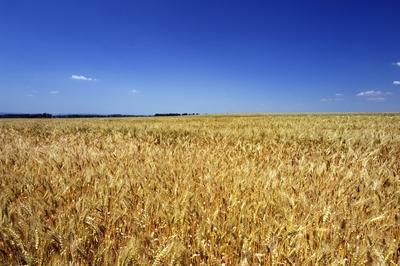 Búzatábla Fertőszéplak határában-stock-foto