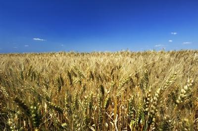 Búzatábla Fertőszéplak határában-stock-foto