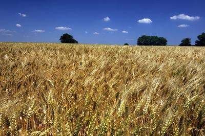 Búzatábla Fertőszéplak határában-stock-foto