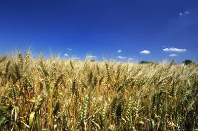 Búzatábla Fertőszéplak határában-stock-foto