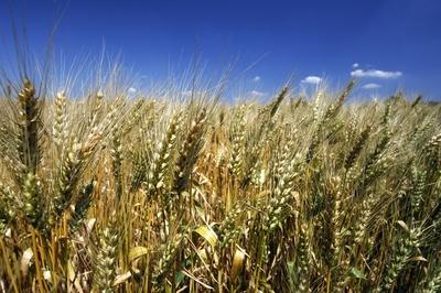 Búzatábla Fertőszéplak határában-stock-foto