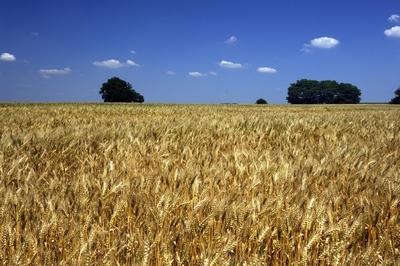 Búzatábla Fertőszéplak határában-stock-foto