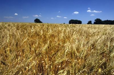 Búzatábla Fertőszéplak határában-stock-foto