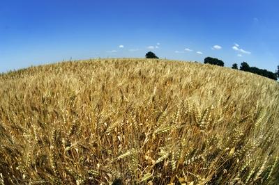 Búzatábla Fertőszéplak határában-stock-foto