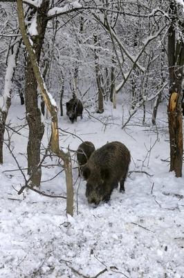 Somoskői Vadaspark-stock-foto