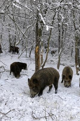 Somoskői Vadaspark-stock-foto
