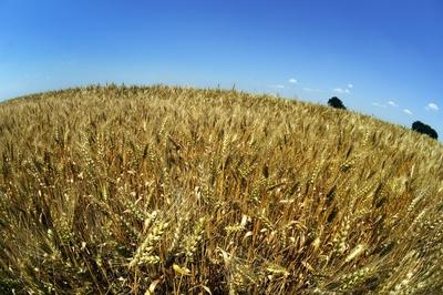 Búzatábla Fertőszéplak határában-stock-foto