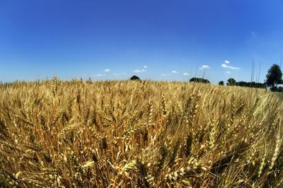 Búzatábla Fertőszéplak határában-stock-foto