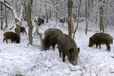 Somoskői Vadaspark-stock-foto
